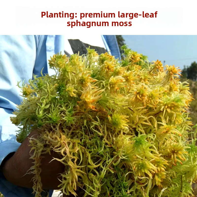 มอสส์สปฟักนัมเกรดเอแบบแห้ง, วั - Preserved Moss Sheet บทวิจารณ์และราคา