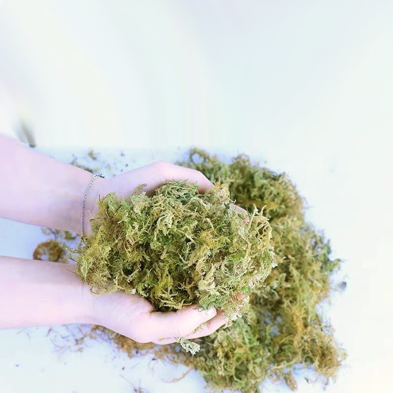 มอสแห้งธรรมชาติสำหรับปูพื้นตู้ - Preserved Moss Sheet บทวิจารณ์และราคา